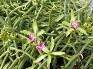 Vanilla dilloniana is currently blooming at Edison and Ford Winter Estates