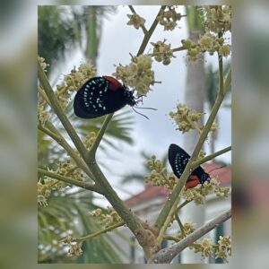 Atala butterflies taking nectar from longan flowers