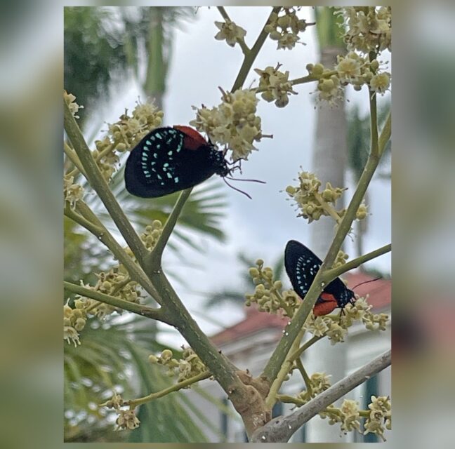 Atala butterflies taking nectar from longan flowers