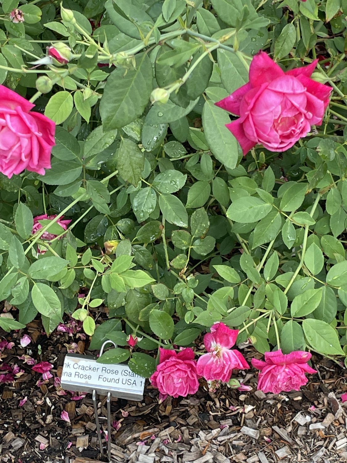 Louis Philippe old cracker roses blooming in a Florida garden