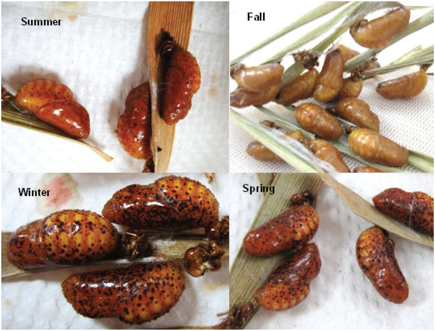 University of Florida photos of Atala pupae across four seasons