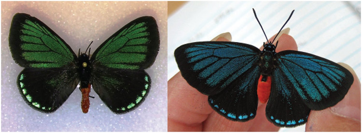 University of Florida photos of green and blue adult Atala butterflies