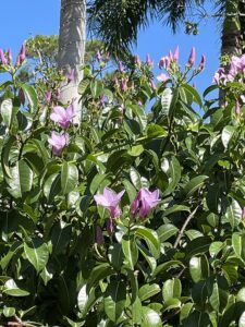 Pink Cryptostegia flowers on a vine climbing at Edison and Ford Winter Estates