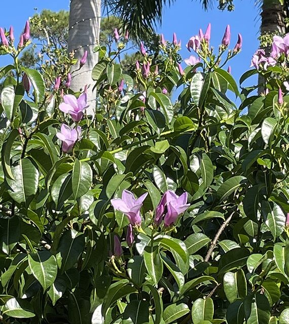 Pink Cryptostegia flowers on a vine climbing at Edison and Ford Winter Estates