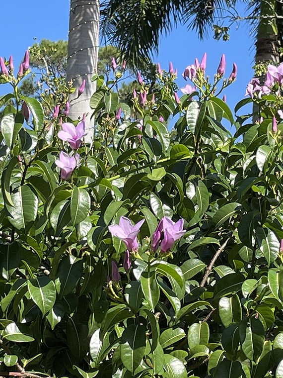 Pink Cryptostegia flowers on a vine climbing at Edison and Ford Winter Estates