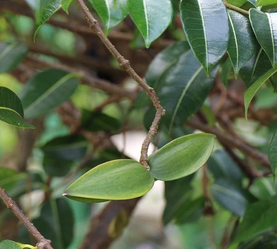 A pair of green Cryptostegia seed pods on a vine stem