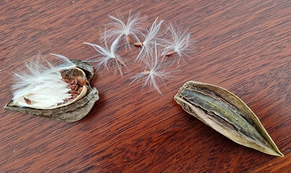 Opened Cryptostegia pod with flat brown seeds and silky white tufts