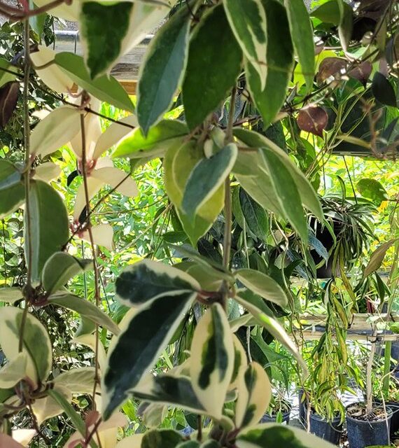 Variegated Hoya carnosa Krimson Queen trailing from a hanging basket