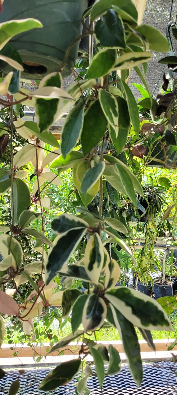 Variegated Hoya carnosa Krimson Queen trailing from a hanging basket