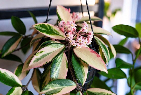 Hoya carnosa Krimson Princess with a pink flower cluster and center-variegated leaves