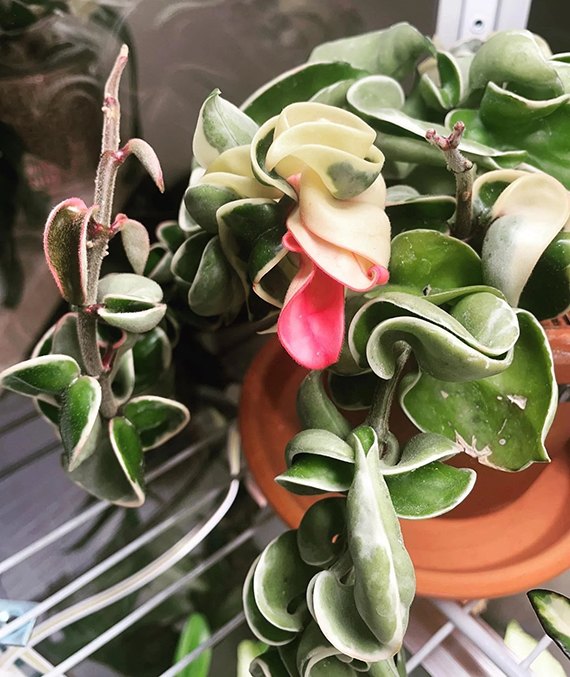 Hoya carnosa Hindu Rope with twisted variegated leaves in a terracotta pot