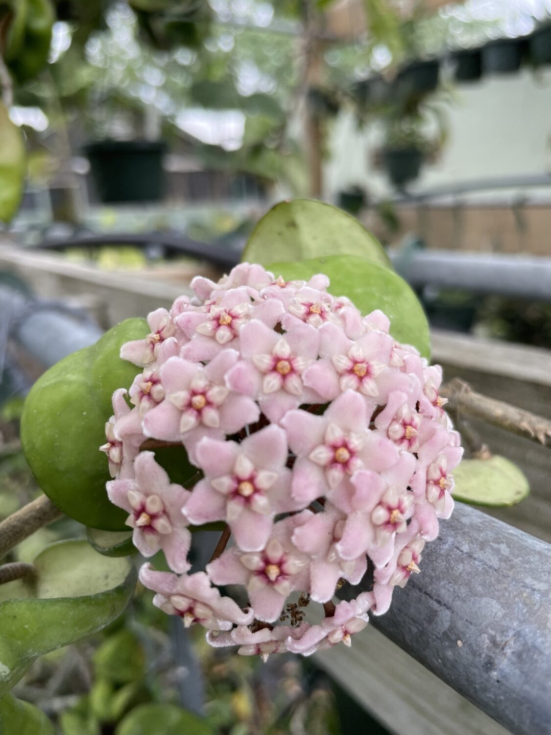 Ball-shaped pink Hoya flower umbel on a vine